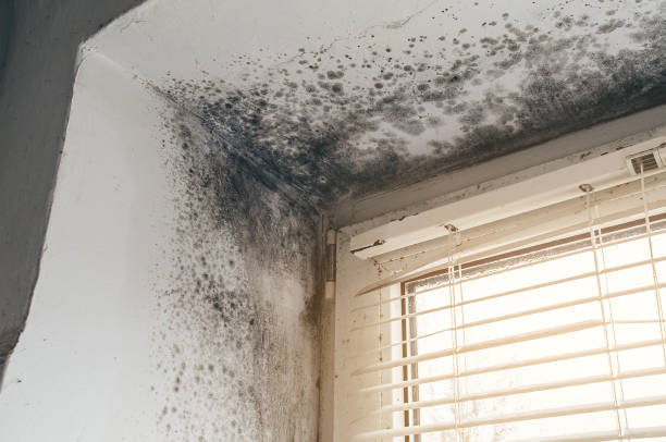 Affordable Commercial Mold Remediation solutions in Manns Choice, PA